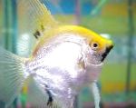 Angelfish Scalare características e cuidado