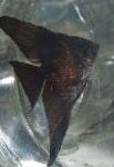 Angelfish Scalare vlastnosti a starostlivosť