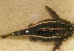 Acanthodoras Spinosissimus karakteristike i briga