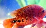 kuva Akvaariokaloille Cichlasoma Synspilum, Punainen