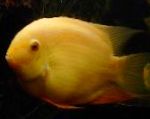 Photo Aquarium Fish Severum, Cichlasoma severum, Heros serverus, Yellow