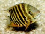 Photo Aquarium Fish Severum, Cichlasoma severum, Heros serverus, Striped