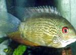 Photo Aquarium Fish Severum, Cichlasoma severum, Heros serverus, Spotted