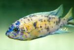 Photo Aquarium Fish Malawi Dream, Labeotropheus fuelleborni, Spotted