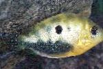 Photo Aquarium Fish Orange chromide, Etroplus maculatus, Spotted
