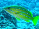 სურათი აკვარიუმის თევზი Bluestripe Snapper, Lutjanus kasmira, ყვითელი