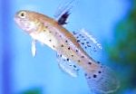 Ritter Goby