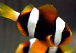 Clownfish Clarkii