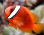 Tomātu Clownfish