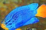 Μπλε Damselfish