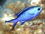 fotografie Akvarijné Ryby Chromis, modrý