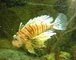 fénykép Akváriumi Halak Volitan Lionfish, Pterois volitans, Csíkos