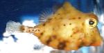 Žltý Boxfish