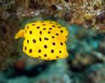Cubicus Boxfish egenskaper och vård