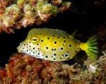 fotografie Akvarijní Ryby Cubicus Boxfish, Ostracion cubicus, Tečkovaný