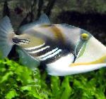 Humu პიკასო Triggerfish