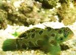 Bilde Flekket Grønn Mandarin Fisk, Synchiropus picturatus, grønn