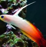 Firefish características e cuidado