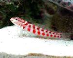 Red-Spotted Sandperch
