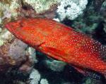 Групер красный коралловый (Групер пятнистый)