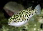 Spotted Green Puffer Fisk