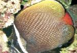 mynd Fiskabúr Fiskur Pakistan Butterflyfish, Chaetodon collare, sást