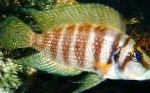 Photo Aquarium Fish Calvus Cichlid, Altolamprologus calvus, Striped