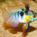 fotoğraf Akvaryum Balıkları Ram, Papiliochromis ramirezi, rengârenk