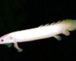 Foto Akvaariumikala Cuvier Bichir, Polypterus senegalus, valge