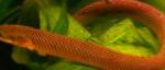 Фото Аквариум Балық Reedfish Malabar, Erpetoichthys calabaricus, қоңыр
