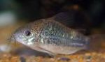 слатководних риба Цоридорас Ундулатус фотографија