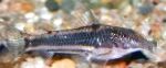 Freshwater Fish Scleromystax lacerdai Photo