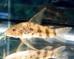 Photo Aquarium Fish Scleromystax macropterus, Spotted