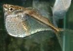 tatlı su balığı Hatchetfish fotoğraf