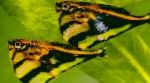Nuotrauka Akvariumas Žuvys Hatchetfish, Carnegiella, taškuotas