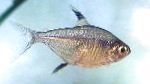 Фото Акваріумні Рибки Тетра Однополосая (Тетра Тринідадський), Hemigrammus unilineatus, Сріблястий