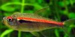 Freshwater Fish Hyphessobrycon amapaensis Photo