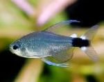 Photo Aquarium Fish Hyphessobrycon elachys, Silver