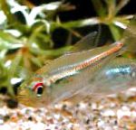 Photo Aquarium Fish , Hyphessobrycon heterorhabdus, Striped