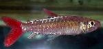Photo Aquarium Fish Pinktail Chalceus, Chalceus macrolepidotus, Silver