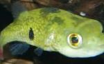 fotografija Akvarijske Ribice Tetraodon Cutcutia, zelen