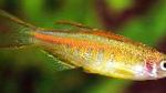 тұщы су Hopra Zebrafish, Firefly Фото