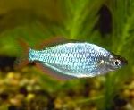 Neona Rainbowfish