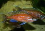 sladkovodné ryby Paracyprichromis fotografie