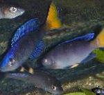 Photo Aquarium Fish Sardine Cichlid, Cyprichromis, Blue