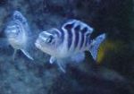 Nuotrauka Akvariumas Žuvys Pseudotropheus Lombardoi, dryžuotas