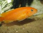 Fil Akvariefiskar Johanni Ciklid, Melanochromis johanni, Gul