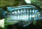Фото Аквариум Балық Johani Melanohromis, Melanochromis johanni, жолақ
