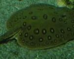 Nuotrauka Akvariumas Žuvys Ocellate Upės Stingray, Potamotrygon motoro, taškuotas