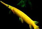 fotografie Akvarijné Ryby Florida Gar, Lepisosteus platyrhincus, žltý